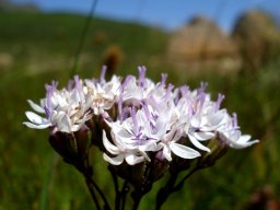 Corymbium villosum inflorescence